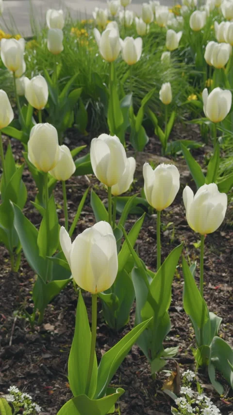 Breathtaking spring scene of white tulips flourishing among green leaves and Stock Footage 335684256