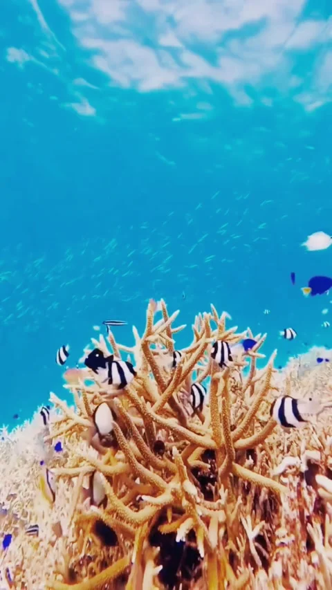 Breathtaking Sunbeams Filtering Through the Ocean Surface Over a Rich Reef 库存影片 337639594