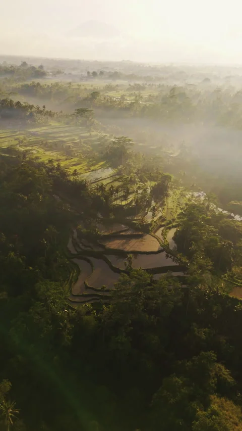 Breathtaking Sunrise Drone Shot Mancingan Rice Fields Palms 4K Видео 340037643