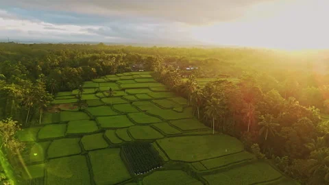 Breathtaking Sunrise Drone Shot Mancingan Rice Fields Palms 4K 動画素材 340156370