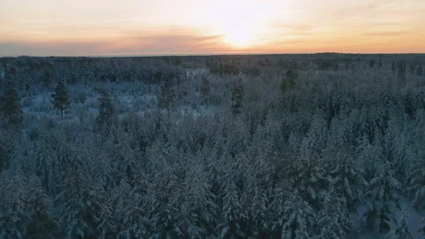 Breathtaking Sunset backward very low fly just over tree tops, Sweden Stock Footage 146468637