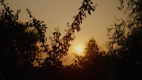 Breathtaking sunset casting warm hues over serene trees and lush vegetation Stock Footage 324611429