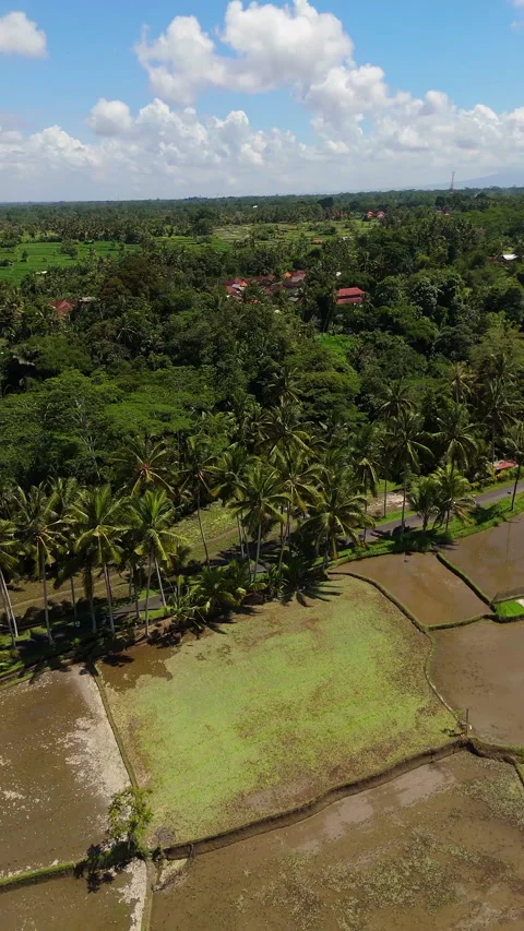 Breathtaking Tropical Road Palm Trees Rice Terraces Aerial Shot Видео 340580194