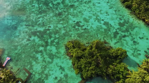 Breathtaking Turquoise Ocean and Palm Trees Banggai Island Aerial Stock-Footage 337136676