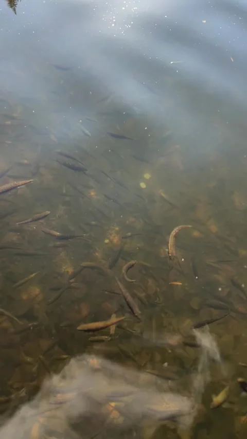 A Breathtaking Underwater View of Various Fish Swimming in Clear, CrystalClear Stock-Footage 306076695