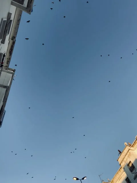 A breathtaking view of a flock of birds Stock Footage 327636352