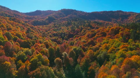 Breathtaking view of the forest with vibrant autumn colors, aerial fly-by video Stock Footage 320743888