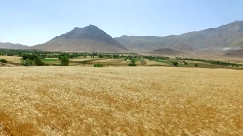 A breathtaking view of golden wheat fields extends across, stock footage. Stock Footage 304934908