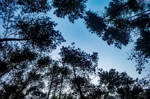 A breathtaking view looking up at towering pine trees against a clear blue .. Stock Photos