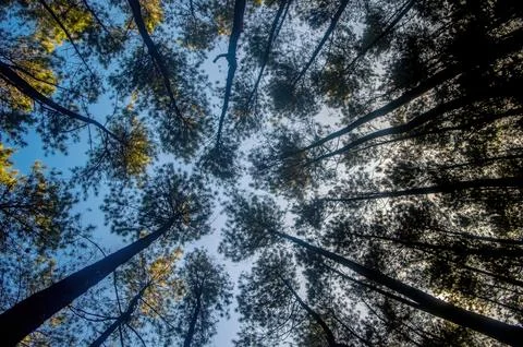A breathtaking view looking up at towering pine trees against a clear blue .. Foto stock