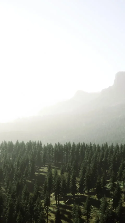 Breathtaking view of misty mountains and lush forests at dawn Vídeos de archivo 313613626