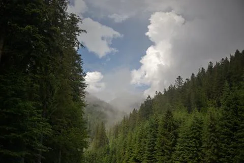 A breathtaking view of a mountain forest with clouds and mist. Stock Photos