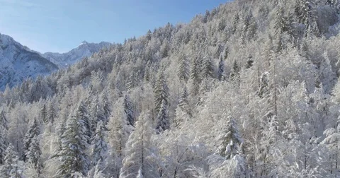 Breathtaking View Of The Pine Forest In The Winter Time Stock Footage 70985941