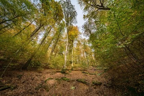 A breathtaking view of a stunning forest during the autumn season, showcasing Stock Photos