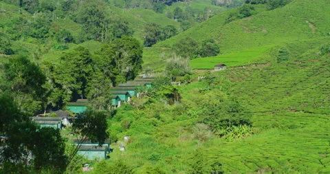 A Breathtaking View Of Tea Plantations in The Cameron Highlands, Malaysia Stock Footage 151122351