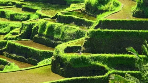 Breathtaking view of vast man-made descending rice terraces irrigated by water Stock-Footage 75777581