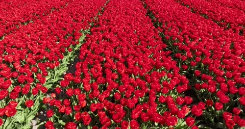 A breathtaking view of a vast red tulip flower field, filled with vivid red Stock Footage 240942235