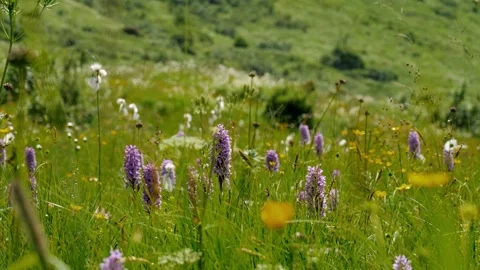 Breathtaking View of Wild Orchids and Colorful Wildflowers in a Lush Green Stock Footage 306152445