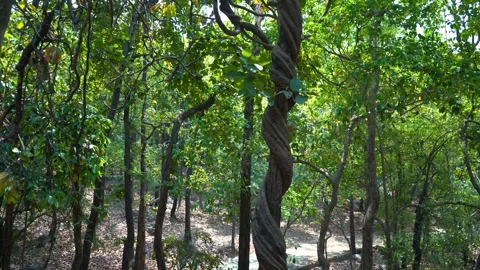 Breathtaking Views from India’s Forests Stock Footage 313565852