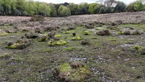 Breathtaking views soaring above the New Forest Stock Footage 279096881