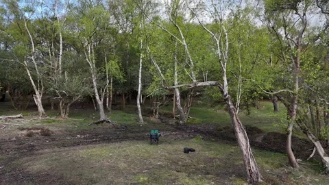 Breathtaking views soaring above the New Forest Stock Footage 279096888
