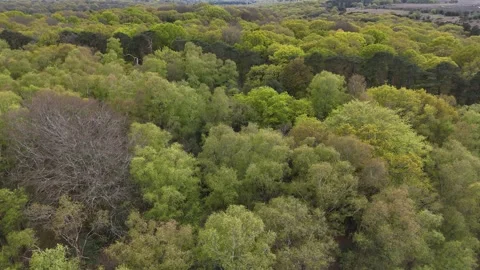 Breathtaking views soaring above the New Forest Stock Footage 279096889