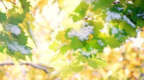 Breathtaking vivid nature view with maple leaves in first snowfall Vídeo Stock 55818191