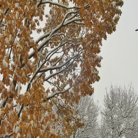 Breathtaking vivid nature view with maple leaves in first snowfall on solar blur Stock Footage 69466291