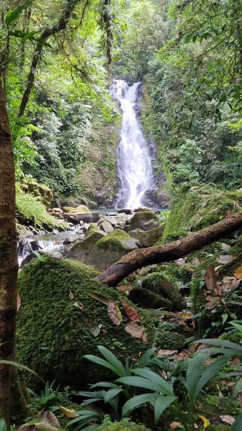Breathtaking Waterfall Hidden Deep Inside Lush Tropical Rainforest Stock Footage 345101269