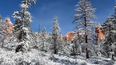 A breathtaking winter scene showcasing exquisite, snowcovered trees set against Vídeo Stock 316441958