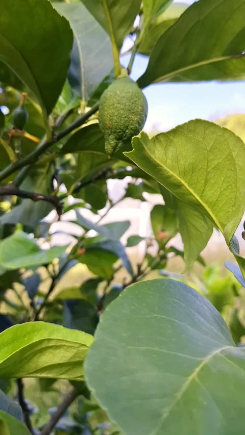 A breathtaking world where vibrant citrus fruits thrive. Video stock 337103268