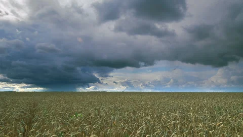 A Breathtakingly Dramatic Sky Over a Lush Wheat Field During a Stunning Sunset D Stock Footage 317217955