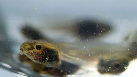 Breating frog tadpole body macro details,amphibian primordial life stage Stock Footage 130671327
