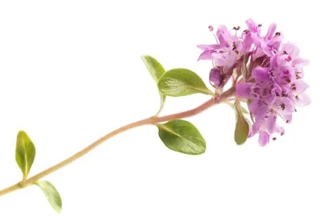 Breckland  thyme Stock Photos