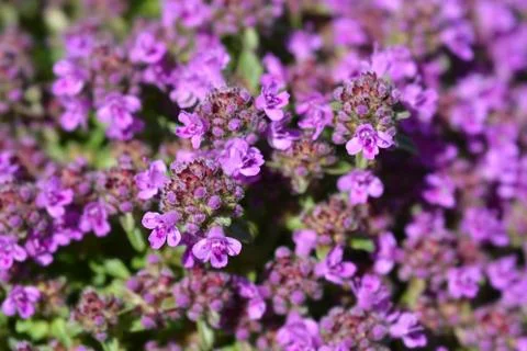 Breckland thyme Stock Photos