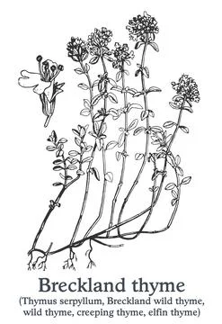 Breckland thyme. Vector hand drawn plant. Vintage medicinal plant sketch. Stock Illustration