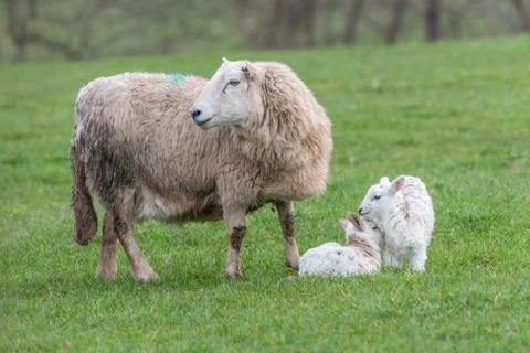 Brecon Beacons ewe with two lambs Stock Photos