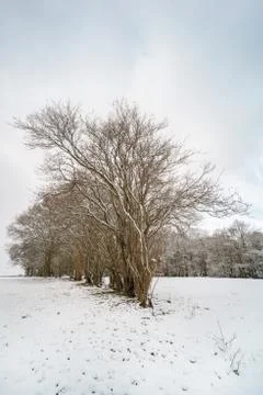 Brecon Beacons winter tree scene Stock Photos