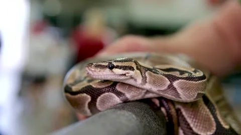 Bredli centralian carpet python snake sitting on a branch Stock Footage 250635285