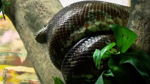 Bredl's python (Morelia bredli) Stock Footage 259165545