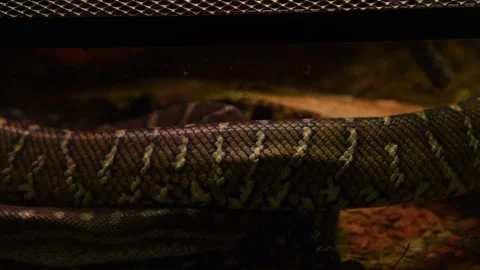 Bredl's python skin Stock Footage 246109900