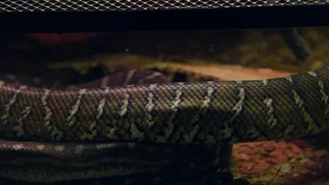 Bredl's python skin 스톡 동영상 246109901