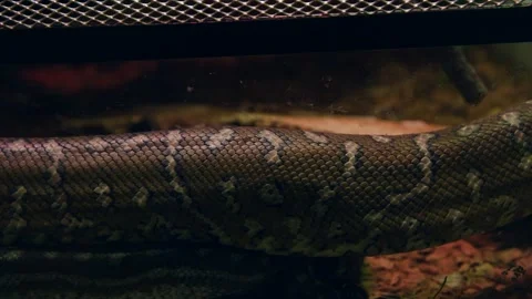 Bredl's python skin Stock Footage 246109903