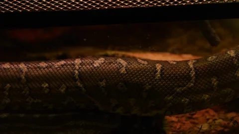 Bredl's python skin Stock Footage 246109906