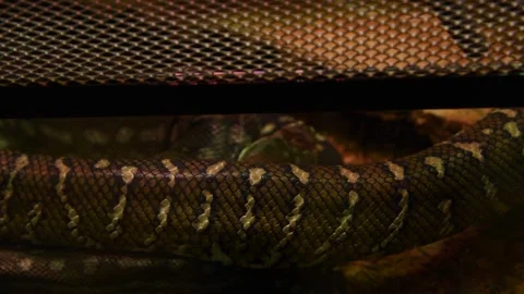 Bredl's python skin Stock Footage 246110261
