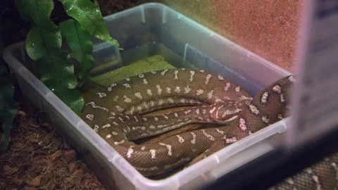 Bredl's python in terrarium Video stock 246110282