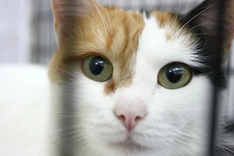 Breed cat at cat show Stock Photos