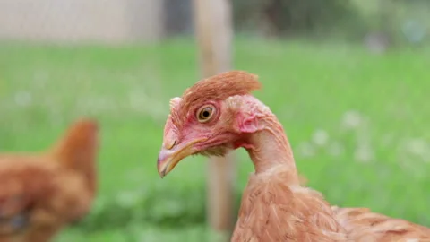 Naked Chicks Stock Videos – Royalty-Free HD & 4K Videos | Pond5