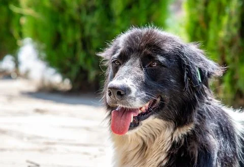 Breed dog Stock Photos