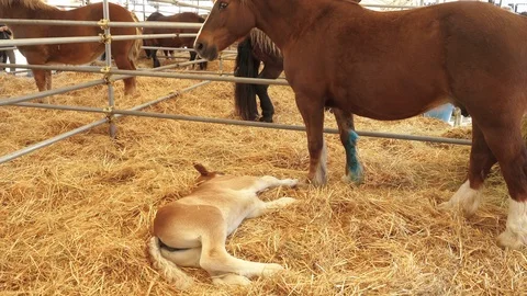 Breed horses on a ranch Stock-Footage 88538991